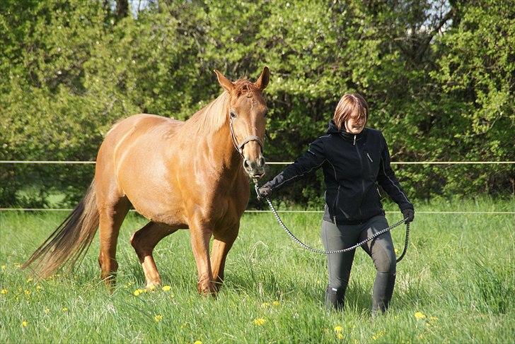 Anden særlig race Che'nelli billede 1