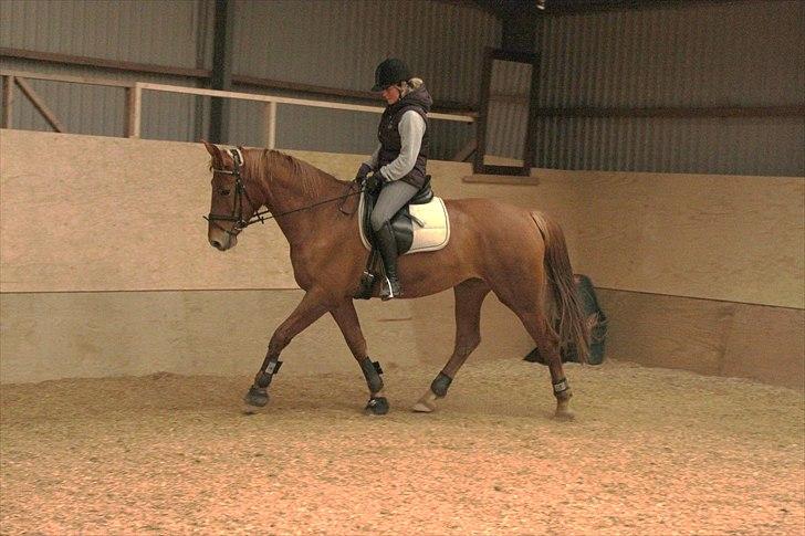 Anden særlig race Che'nelli billede 5