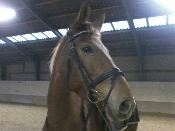 Anden særlig race Che'nelli billede 6