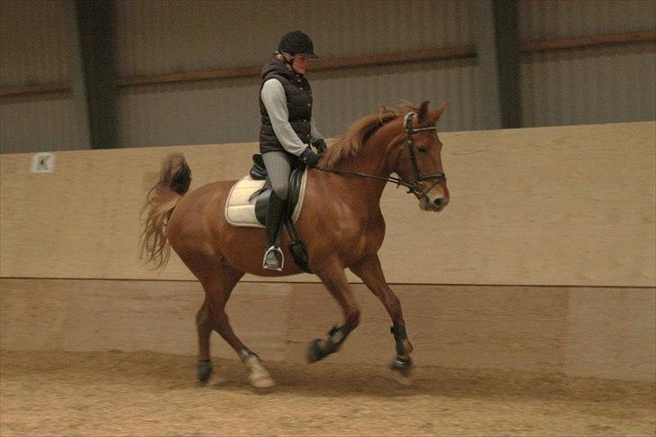 Anden særlig race Che'nelli billede 7