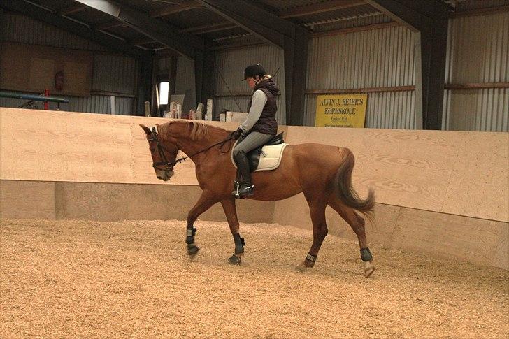 Anden særlig race Che'nelli billede 8