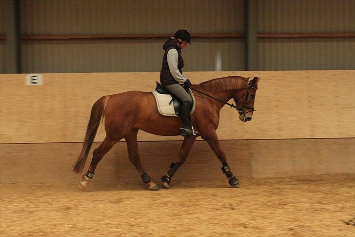 Anden særlig race Che'nelli billede 9