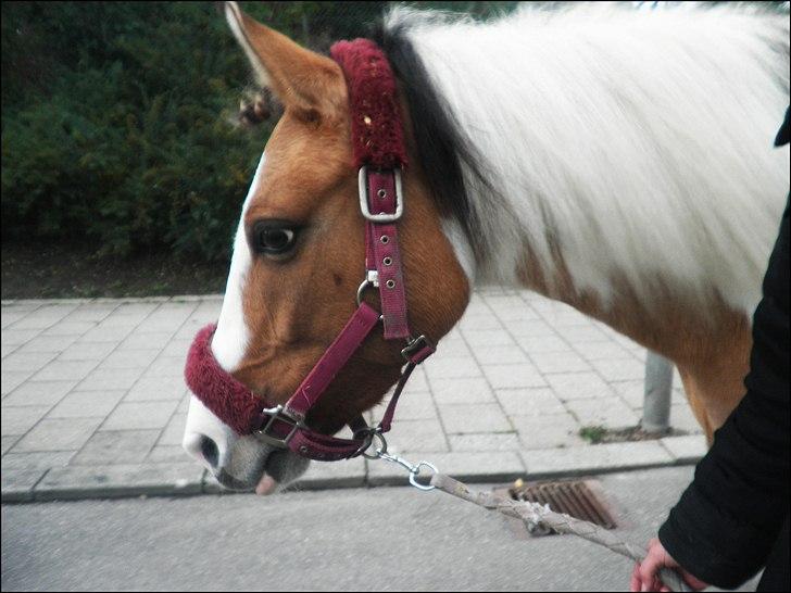 Anden særlig race Savannah / Tidl. hest billede 5