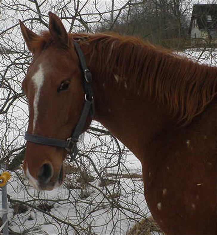 Frederiksborg Vivaldi´s Tess - Vivaldi´s Tess 2010. billede 11