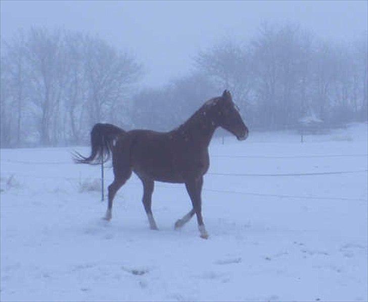 Frederiksborg Vivaldi´s Tess - Vivaldi´s Tess vinterkåd 2011. billede 12