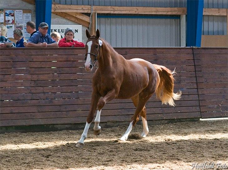 Frederiksborg Vivaldi´s Meg Ryan - Vivaldi´s Meg Ryan til plagskue i Viborg 2010. billede 15