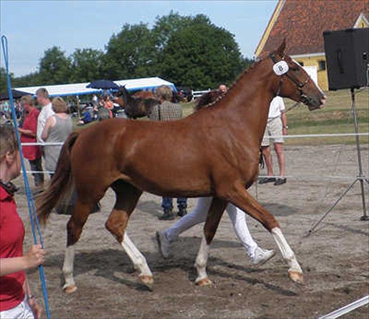 Frederiksborg Vivaldi´s Meg Ryan - Vivaldi´s Meg Ryan til Brahetrollebogskuet 2010. billede 16