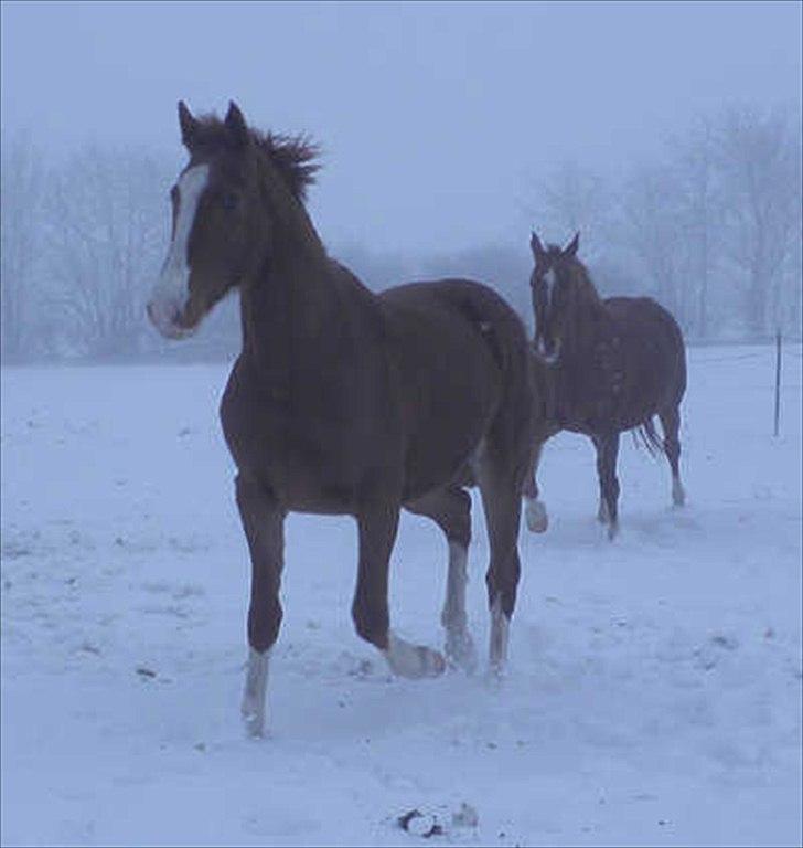 Frederiksborg Vivaldi´s Meg Ryan - Vivaldi´s Meg Ryan vinterkåd 2011. billede 18