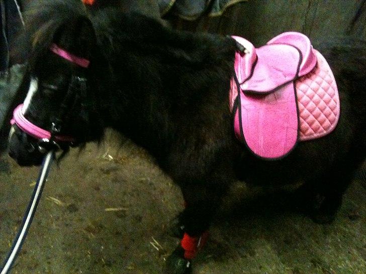 Shetlænder Bella - Hun tager det meste jeg gør ved hende i stiv arm... billede 7