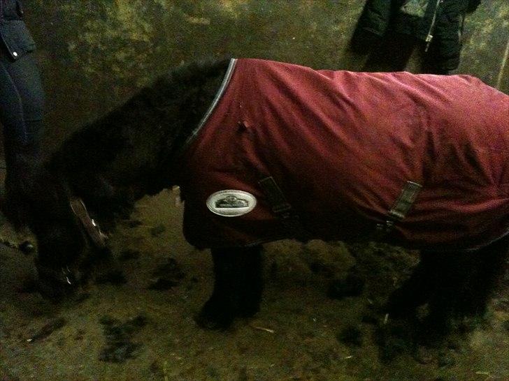 Shetlænder Bella - Bella blev klippet.. tog hun rigtig pænt... mor stod og holdte hende mens jeg klippede hende... billede 8