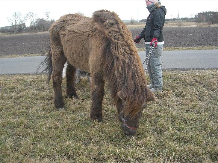 Islænder Siggi <3 R.I.P.  :( billede 7
