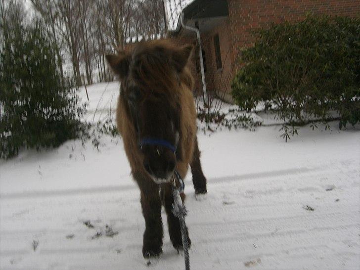 Islænder Siggi <3 R.I.P.  :( billede 8