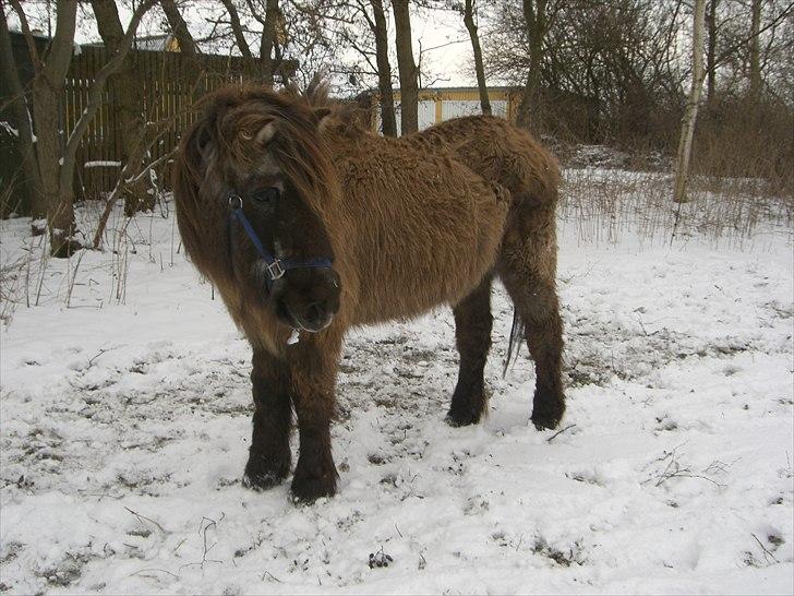 Islænder Siggi <3 R.I.P.  :( billede 9