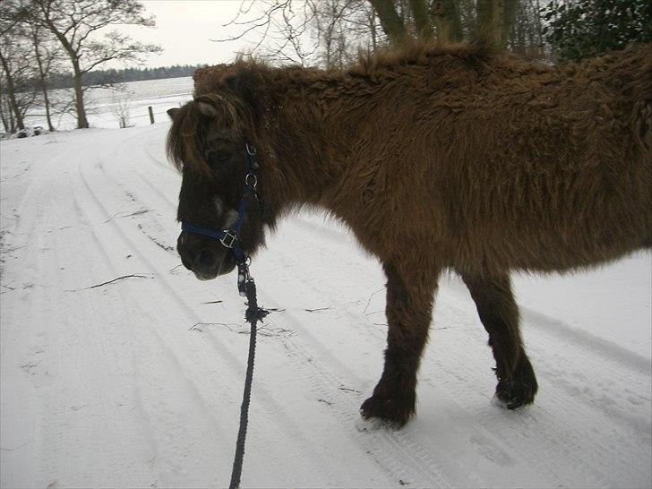 Islænder Siggi <3 R.I.P.  :( billede 10