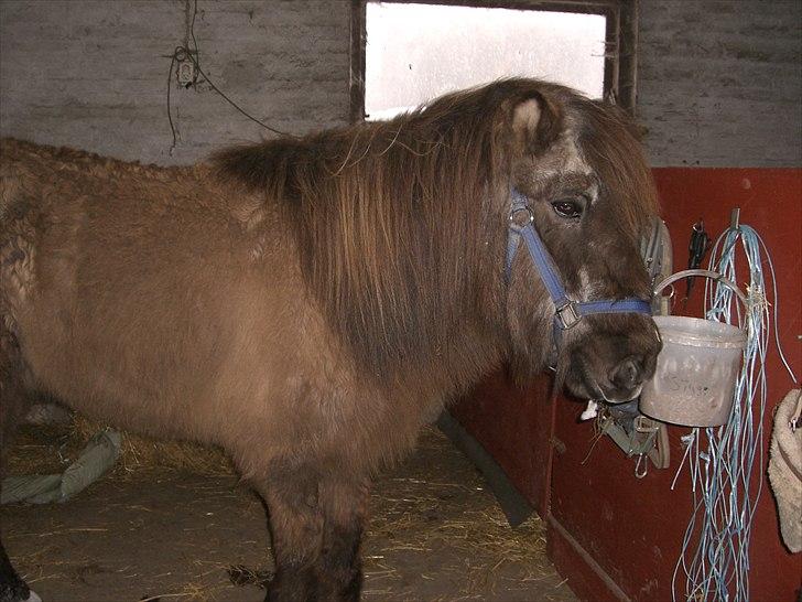 Islænder Siggi <3 R.I.P.  :( billede 11