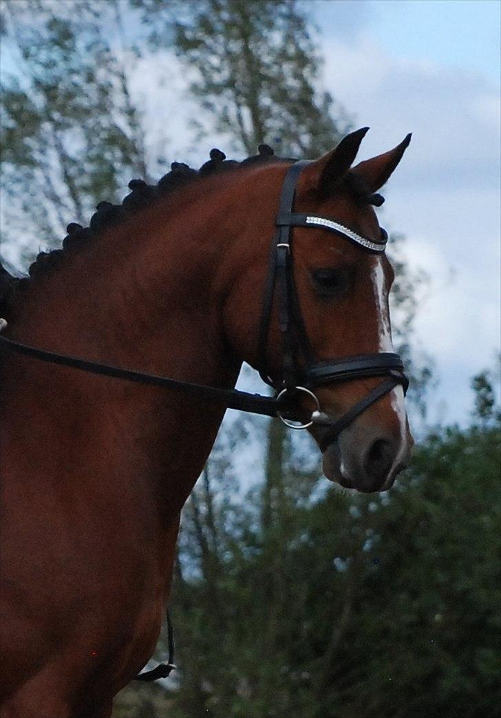 DSP Astaróla - HALV A-PONY billede 13