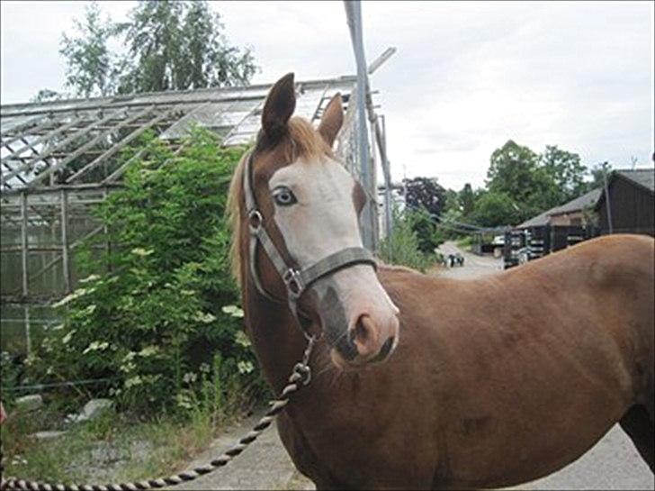 Anden særlig race Güzel billede 3