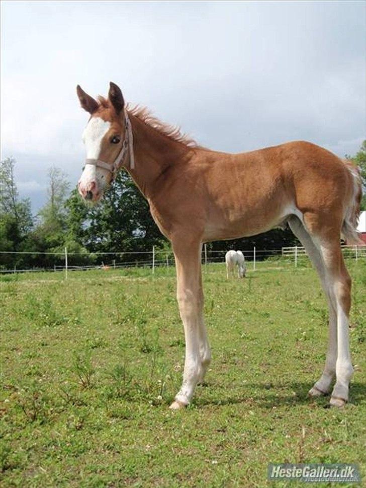 Anden særlig race Güzel billede 8