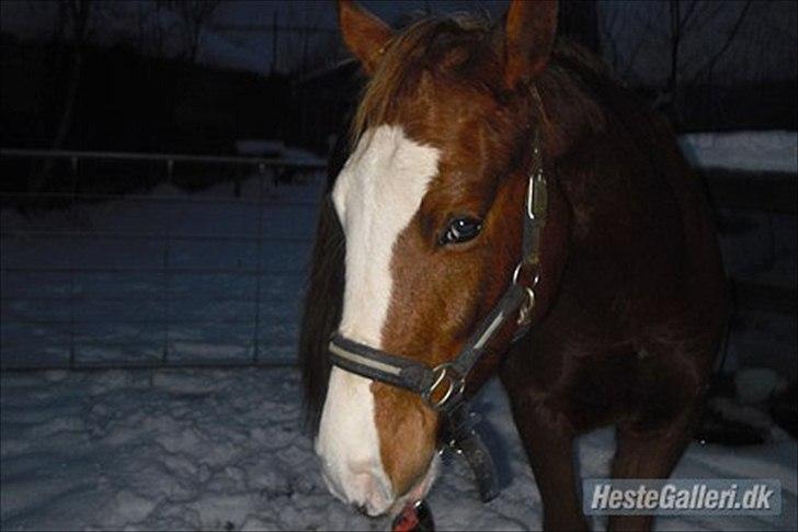 Anden særlig race Güzel billede 9