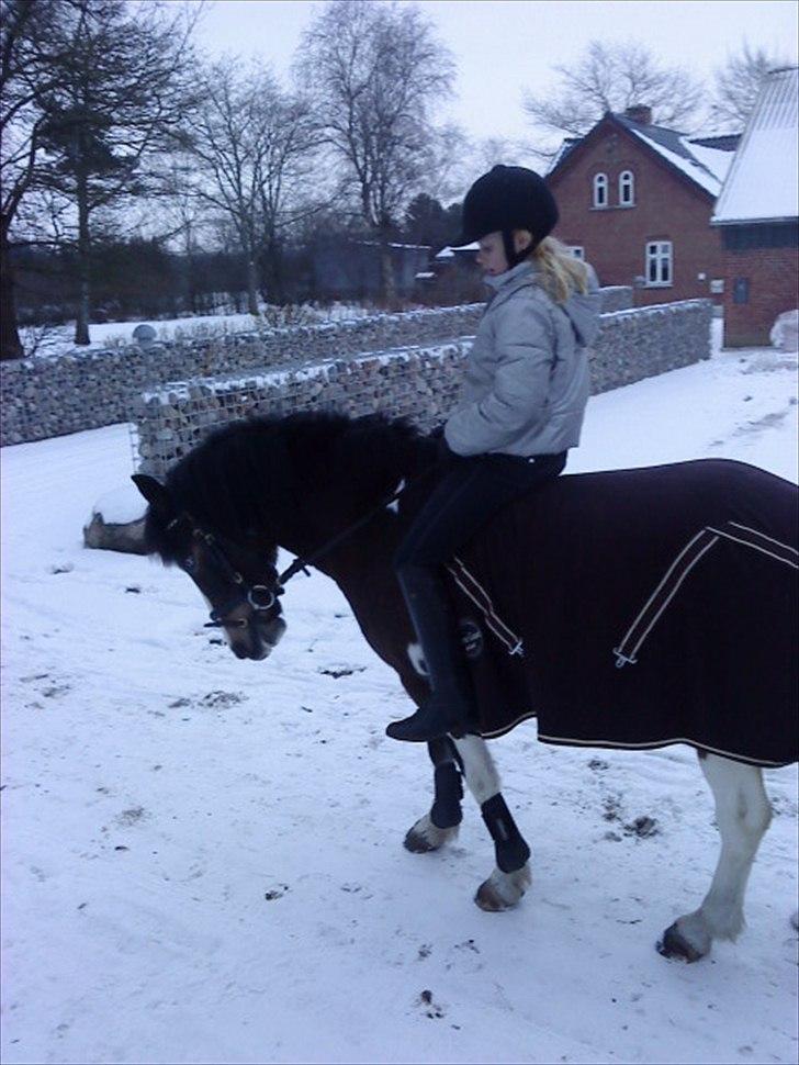 Anden særlig race Brahsal´s Power *rider* - en tur ud i sneen billede 1