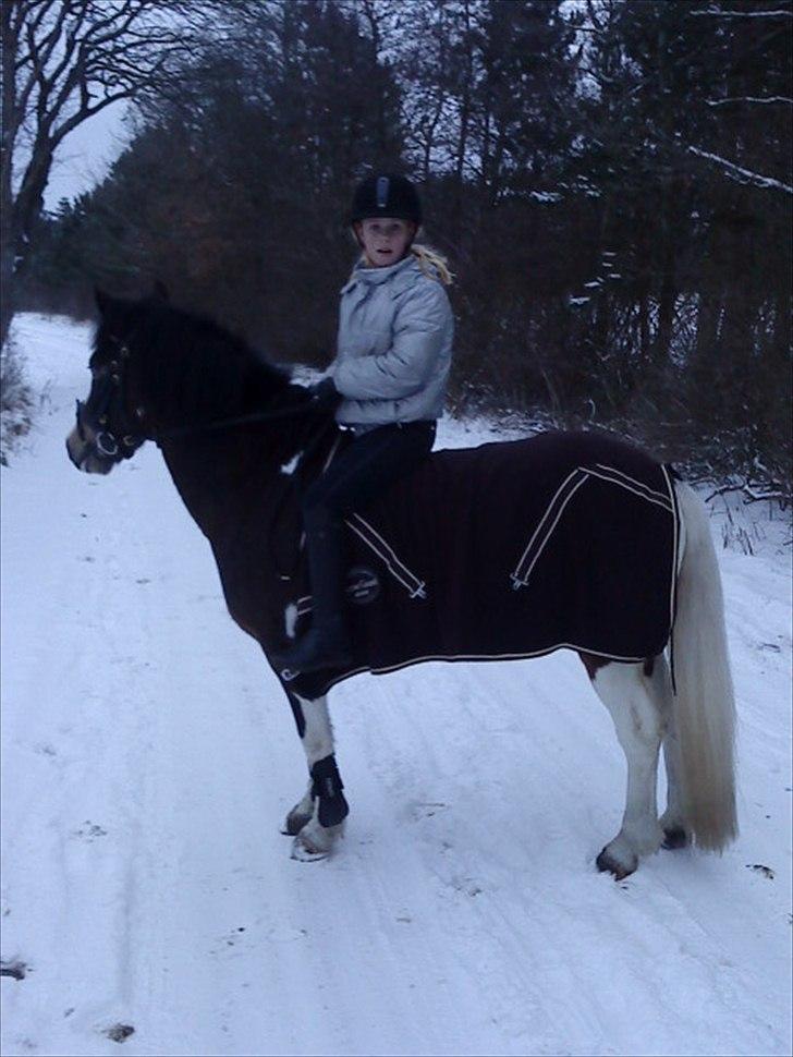 Anden særlig race Brahsal´s Power *rider* - en skridt tur. billede 2