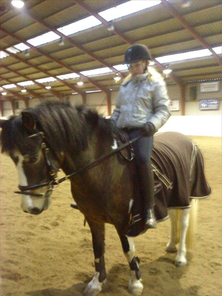 Anden særlig race Brahsal´s Power *rider* - rider uden sadel;) billede 3