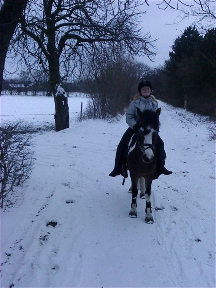 Anden særlig race Brahsal´s Power *rider* billede 4