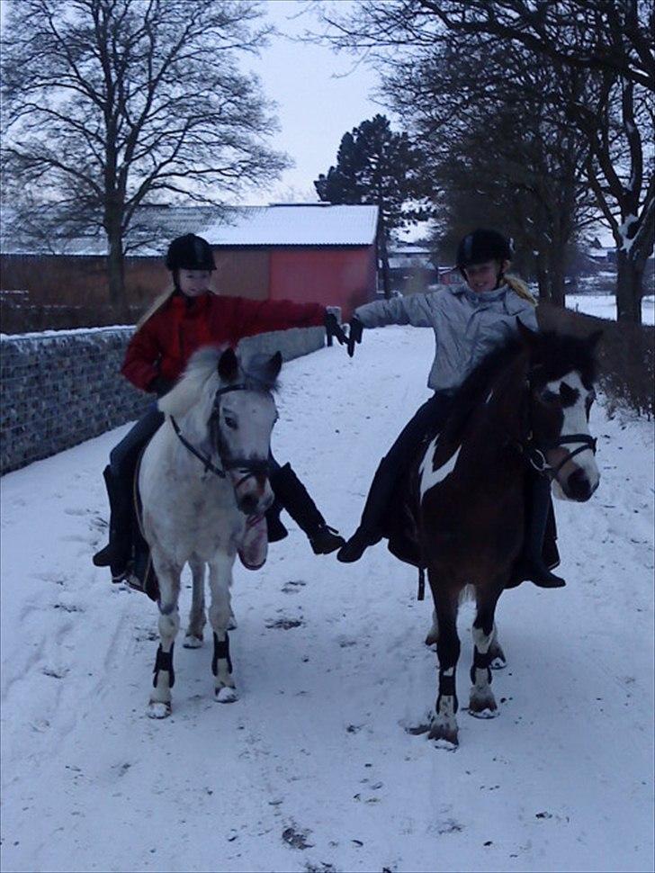 Anden særlig race Brahsal´s Power *rider* billede 5