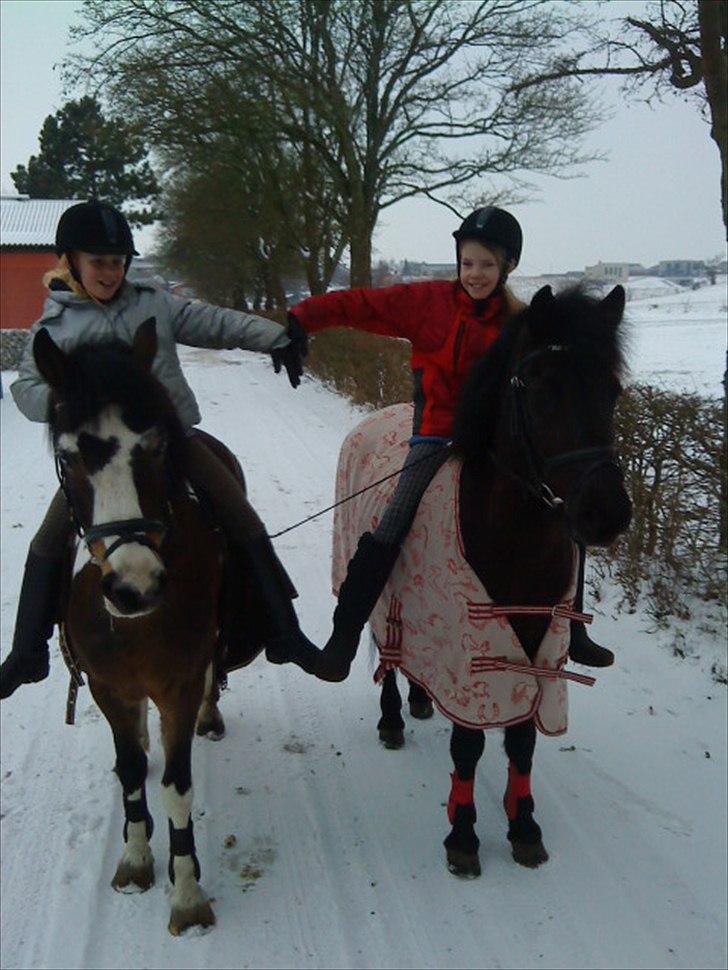 Anden særlig race Brahsal´s Power *rider* - hjerte<3 billede 6