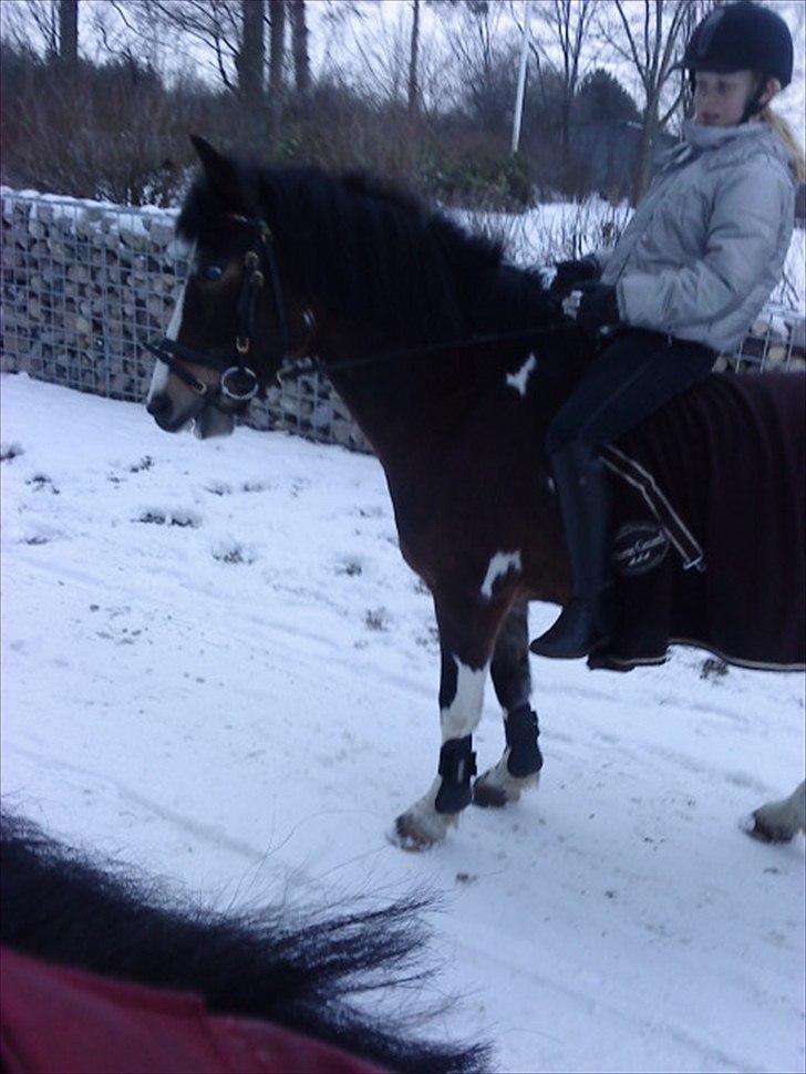 Anden særlig race Brahsal´s Power *rider* billede 7