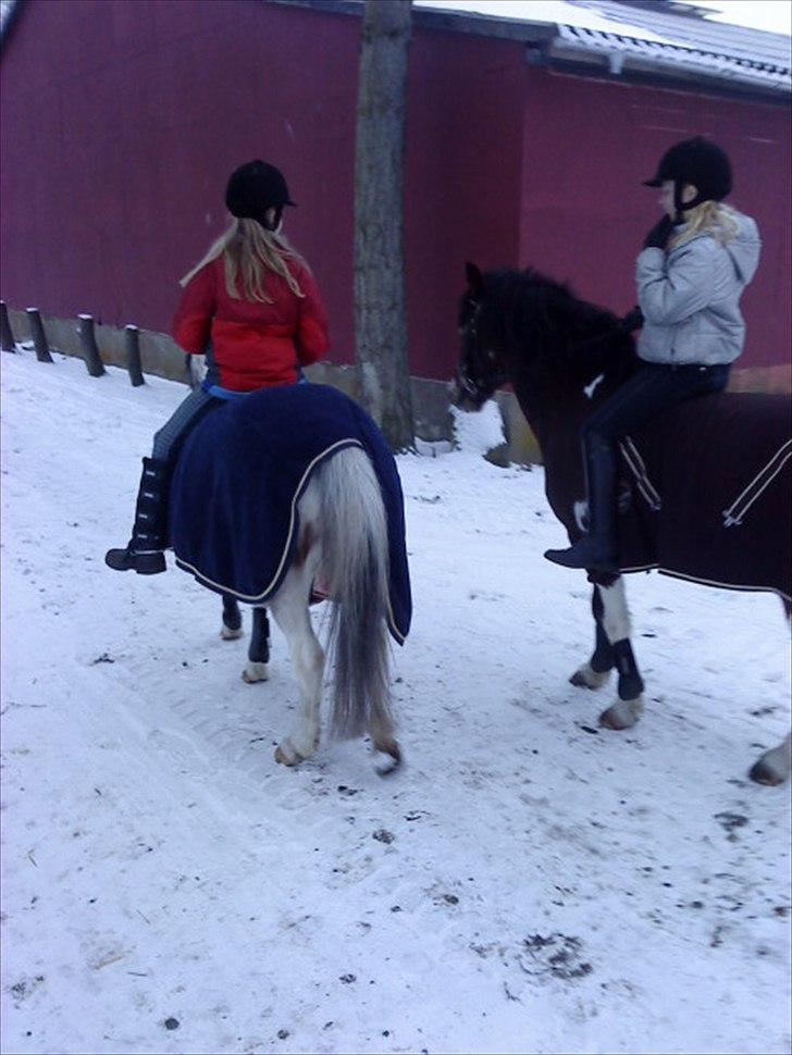 Anden særlig race Brahsal´s Power *rider* billede 8