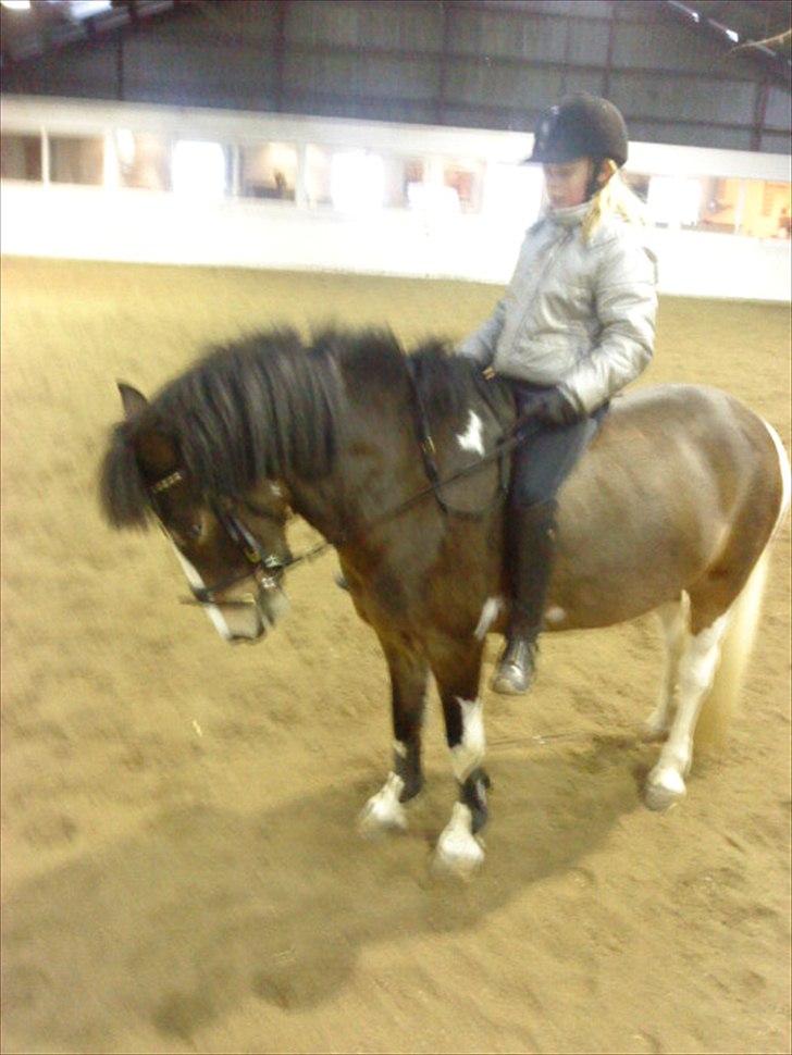 Anden særlig race Brahsal´s Power *rider* - nem at få ned med hovedet det er han også billede 9