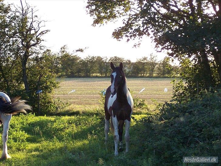 Pinto Milton billede 4