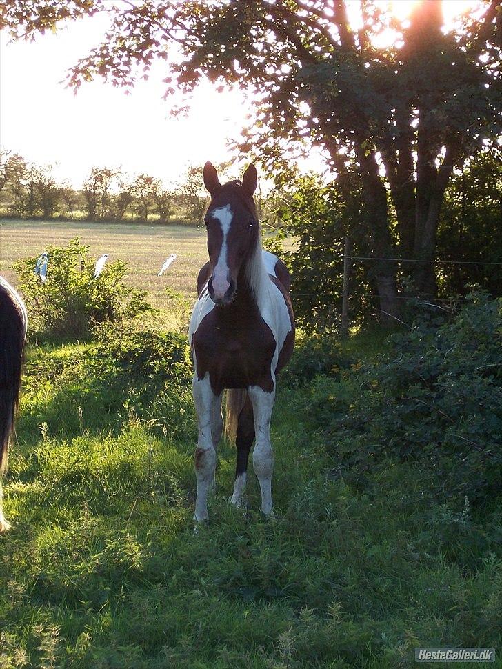 Pinto Milton billede 5