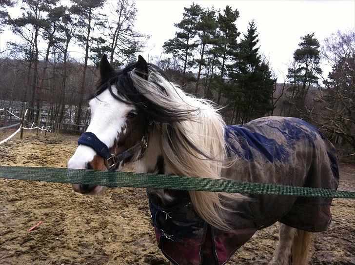 Irish Cob Billy the kid :) billede 10