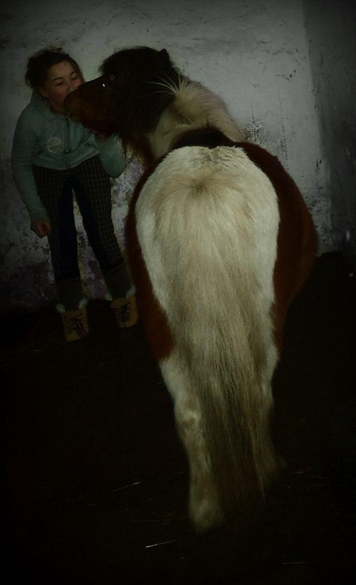 Shetlænder Bertram - Bertram der giver mig et kys. :-) billede 2