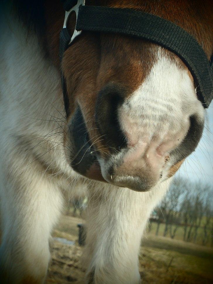 Shetlænder Bertram - Hans mule :-P billede 3