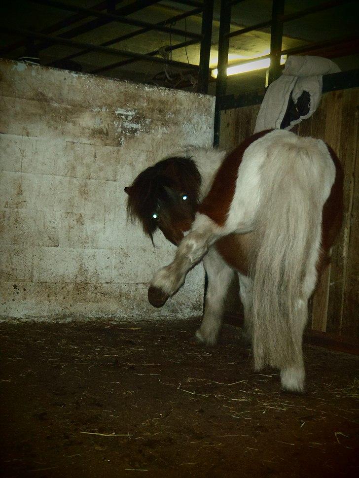 Shetlænder Bertram - Se se se! Jeg kan balancere!! ;o billede 5