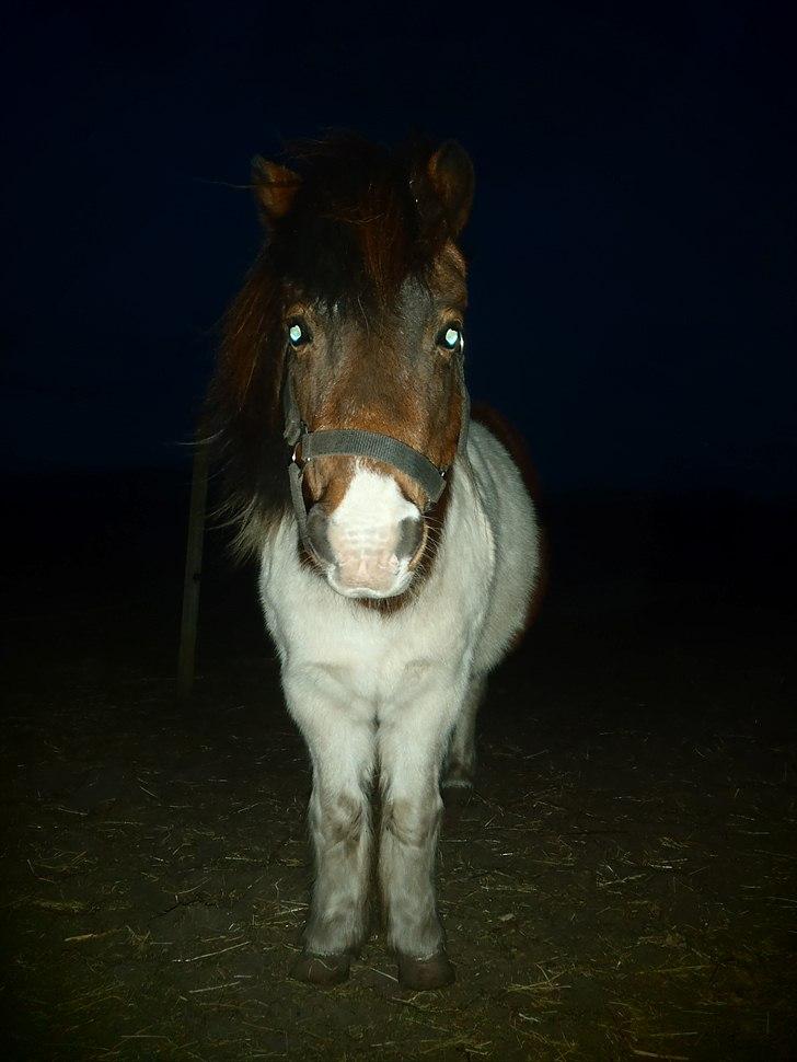 Shetlænder Bertram - Bertram i mørket. :-) billede 6