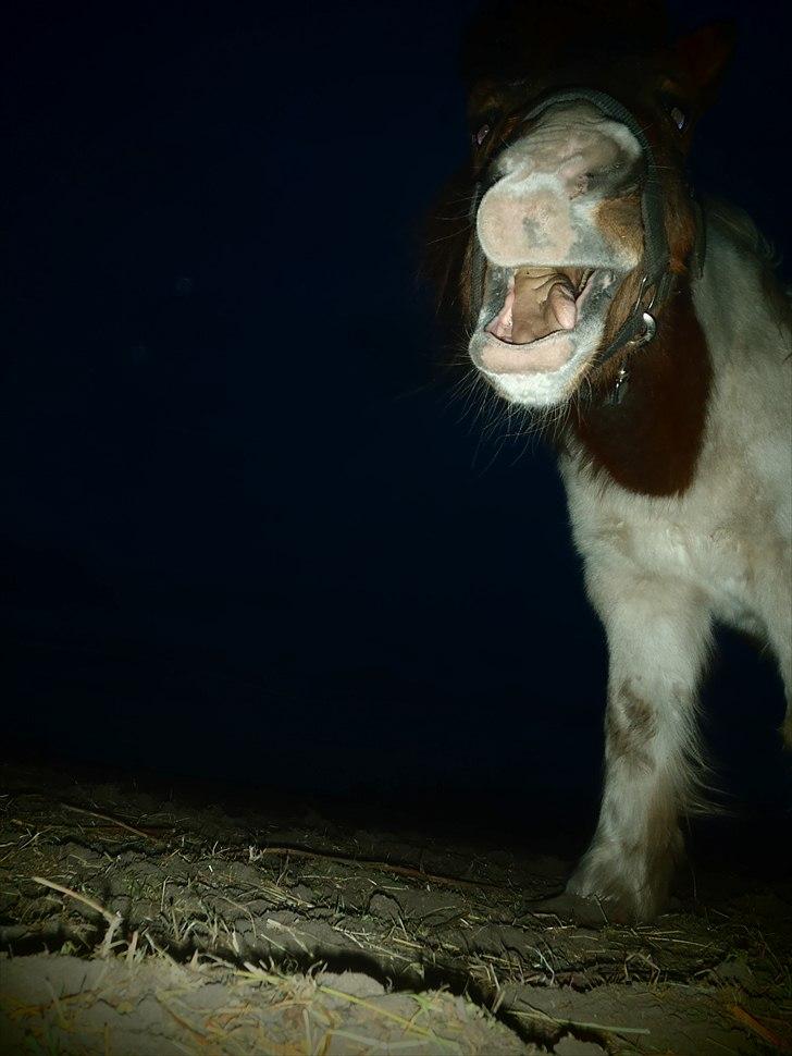 Shetlænder Bertram - Gaaaaaaaaaaaaaaaaaab.  billede 7