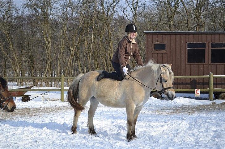 Fjordhest Berta <3 - #Fotograf: Lisa# billede 10