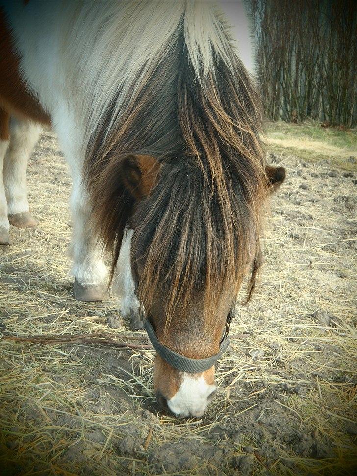 Shetlænder Bertram - Mine pjuskede lokker er i vejen, så jeg kan næsten ikke se hvad jeg spiser???? billede 8