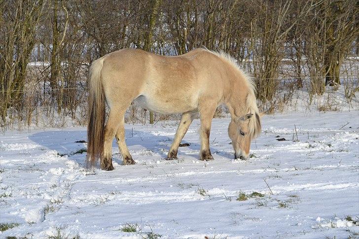 Fjordhest Berta <3 - #Fotograf: Anne-Mette Fogh# billede 12