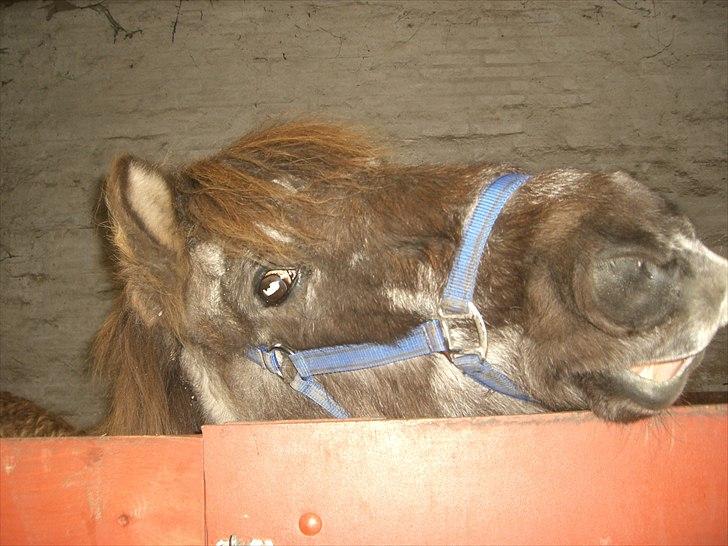 Islænder Siggi <3 R.I.P.  :( billede 14