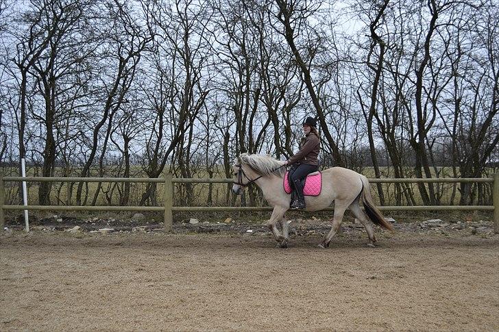 Fjordhest Berta <3 - #Fotograf: Kira# billede 13