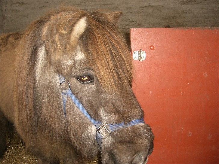 Islænder Siggi <3 R.I.P.  :( billede 12