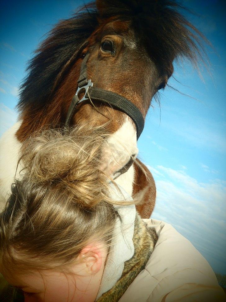 Shetlænder Bertram - Hmmm.. Camilla´s hår smager godt! :-P billede 9