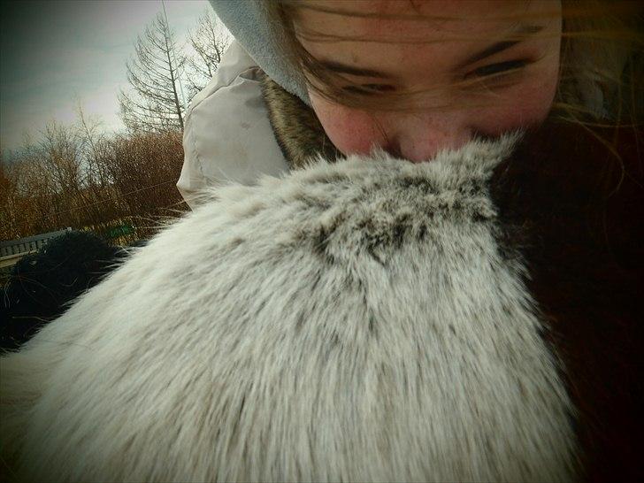 Shetlænder Bertram - Bertram´s pels er dejlig blød! :-)) billede 10