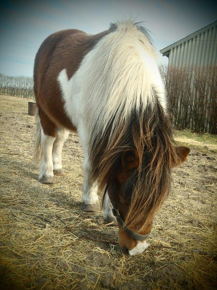Shetlænder Bertram - <3 billede 11