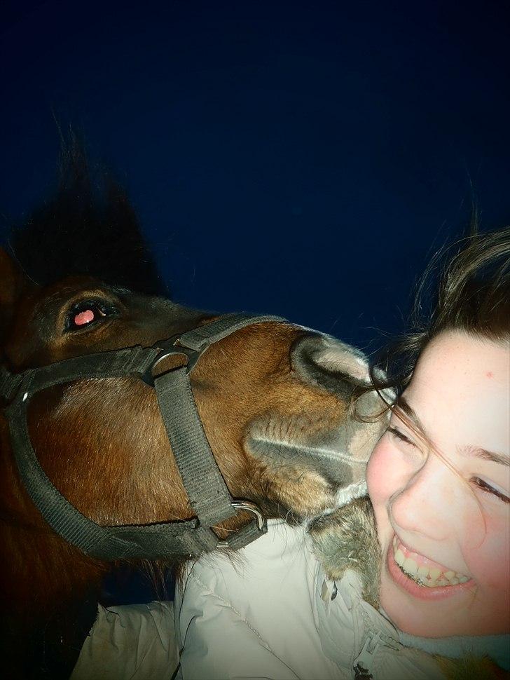 Shetlænder Bertram - Camilla smager godt. kikset billede. Men sødt. ;-) billede 12